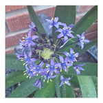 RADIANT STARRY BLUE SCILLA