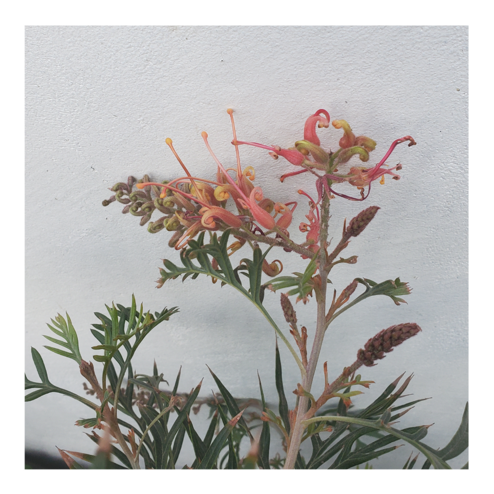 GREVILLEA - ORANGE