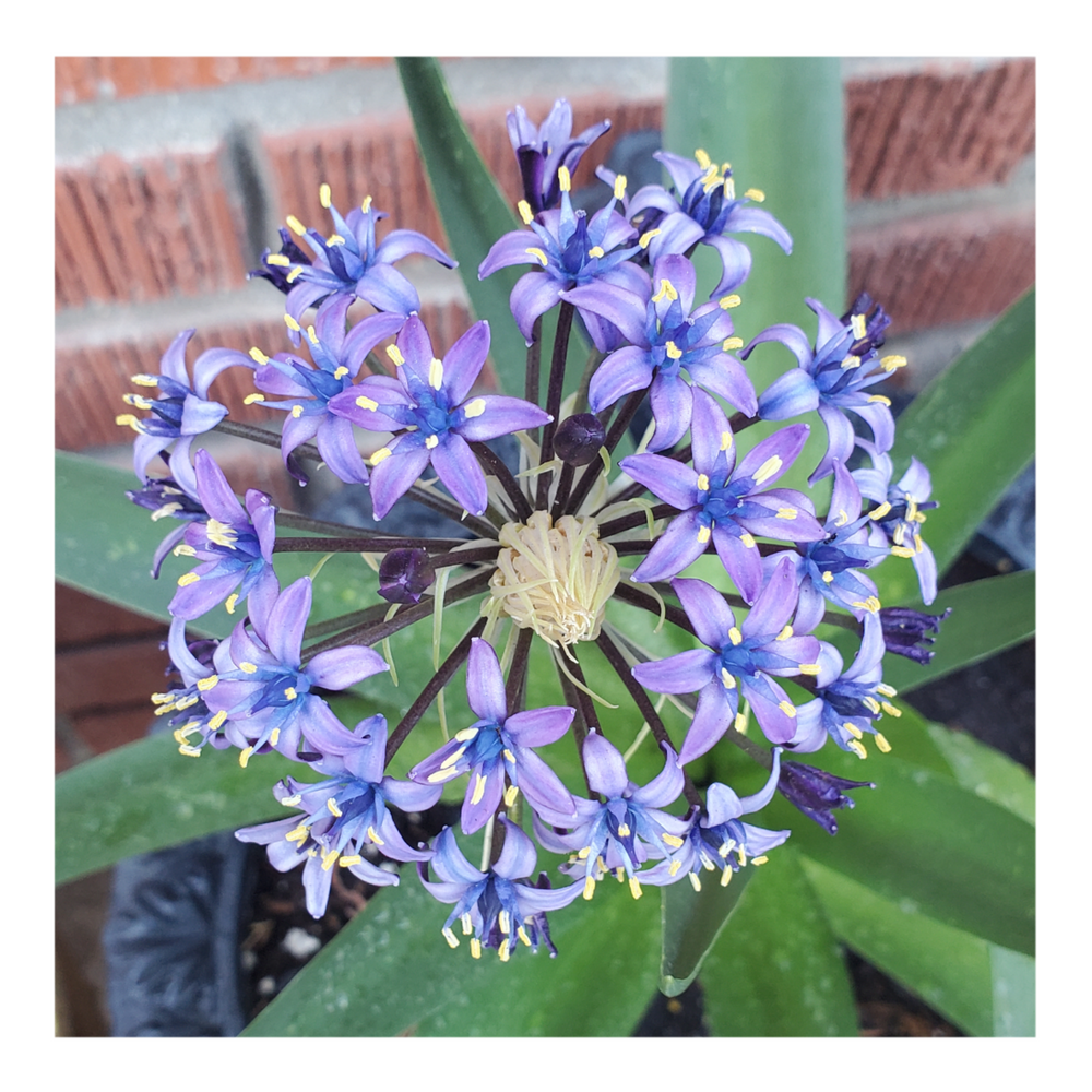 RADIANT STARRY BLUE SCILLA