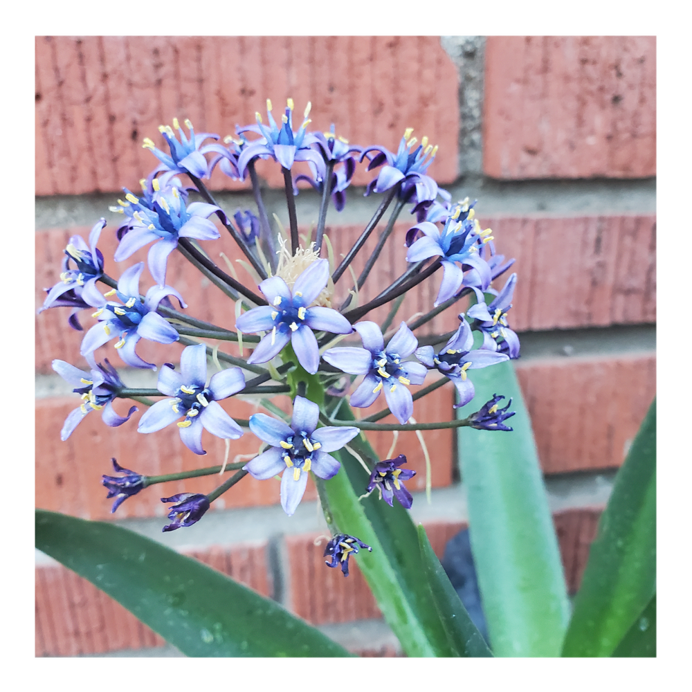 RADIANT STARRY BLUE SCILLA