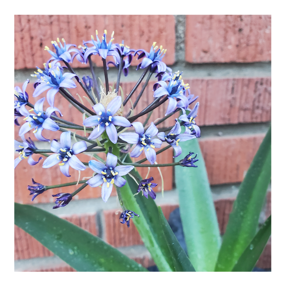 RADIANT STARRY BLUE SCILLA