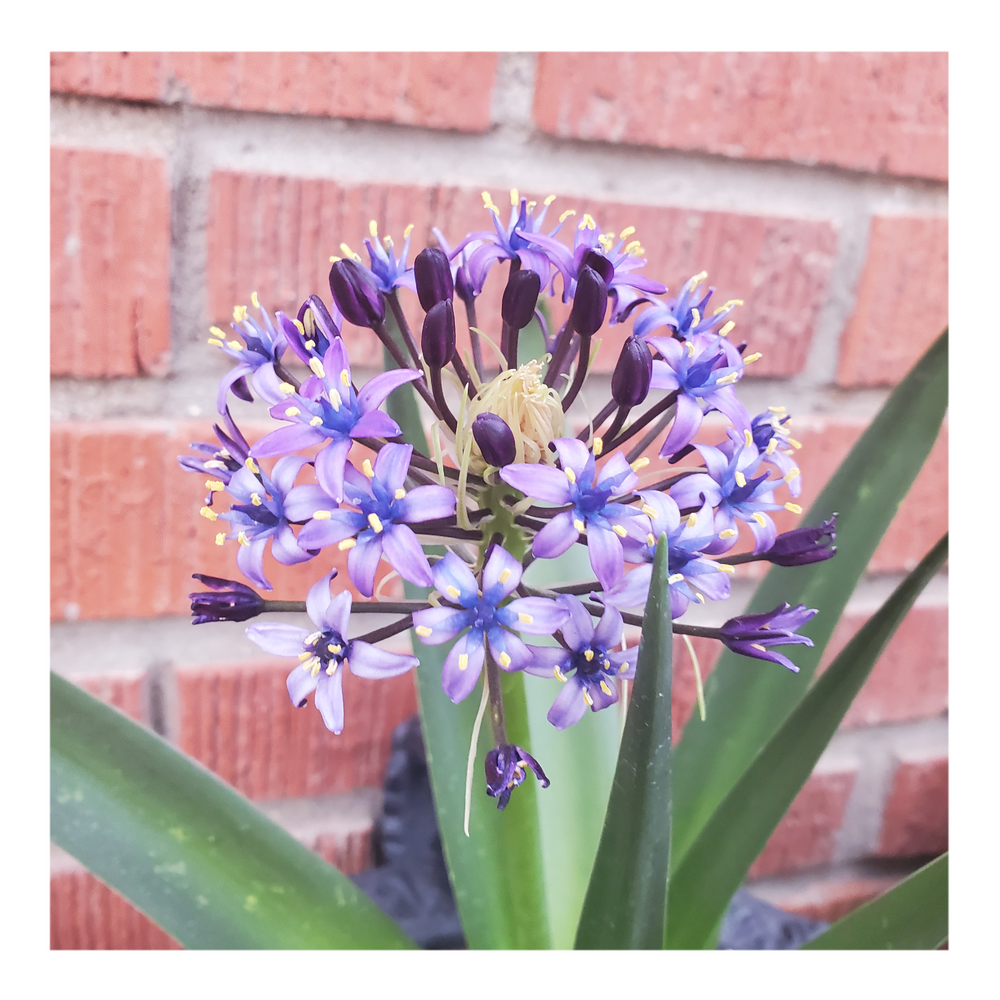 RADIANT STARRY BLUE SCILLA