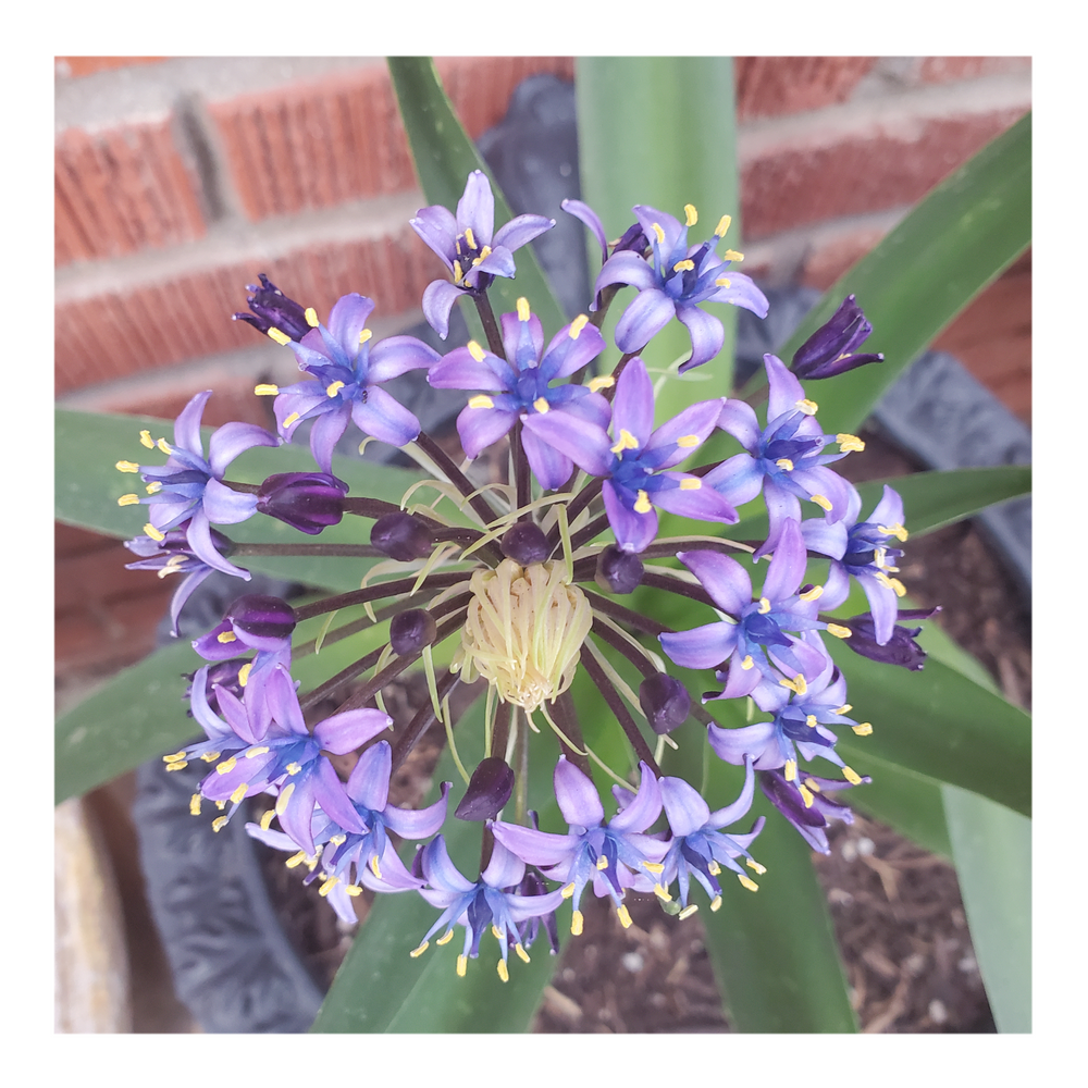 RADIANT STARRY BLUE SCILLA