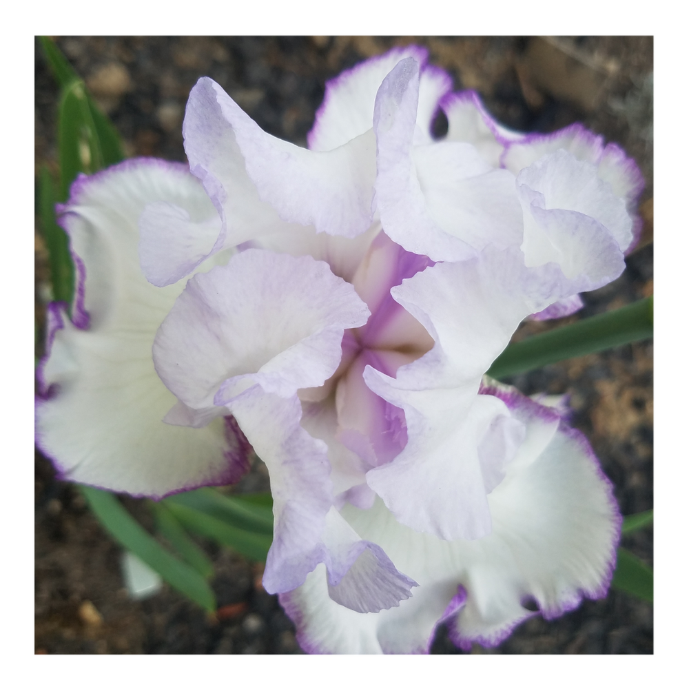 QUEENS CIRCLE BEARDED IRIS