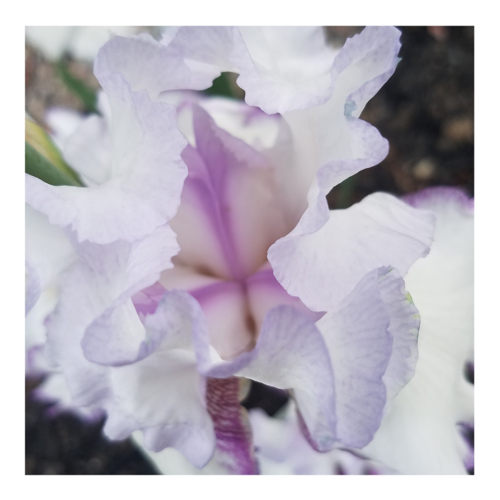 QUEENS CIRCLE BEARDED IRIS