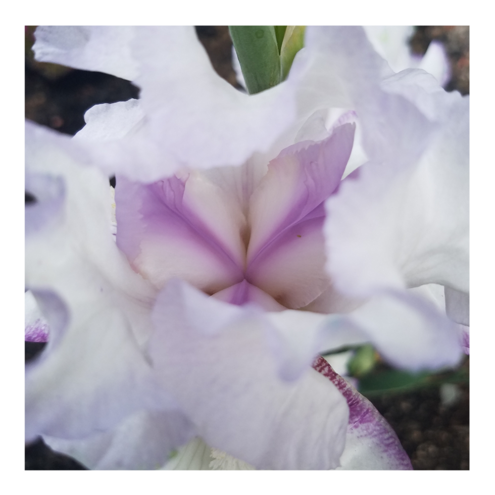 QUEENS CIRCLE BEARDED IRIS
