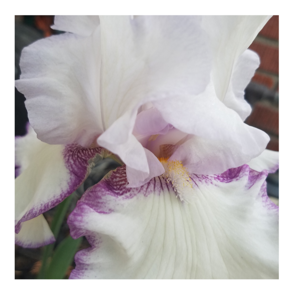 QUEENS CIRCLE BEARDED IRIS