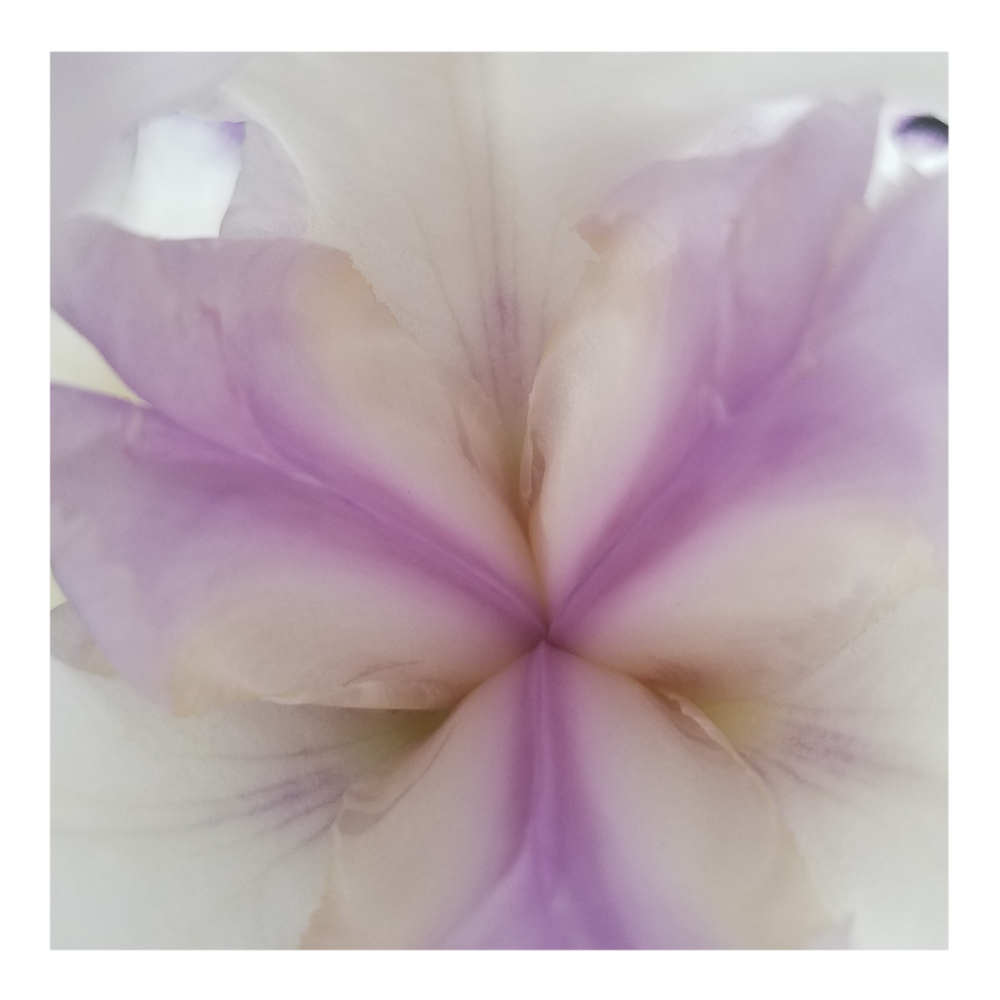 QUEENS CIRCLE BEARDED IRIS