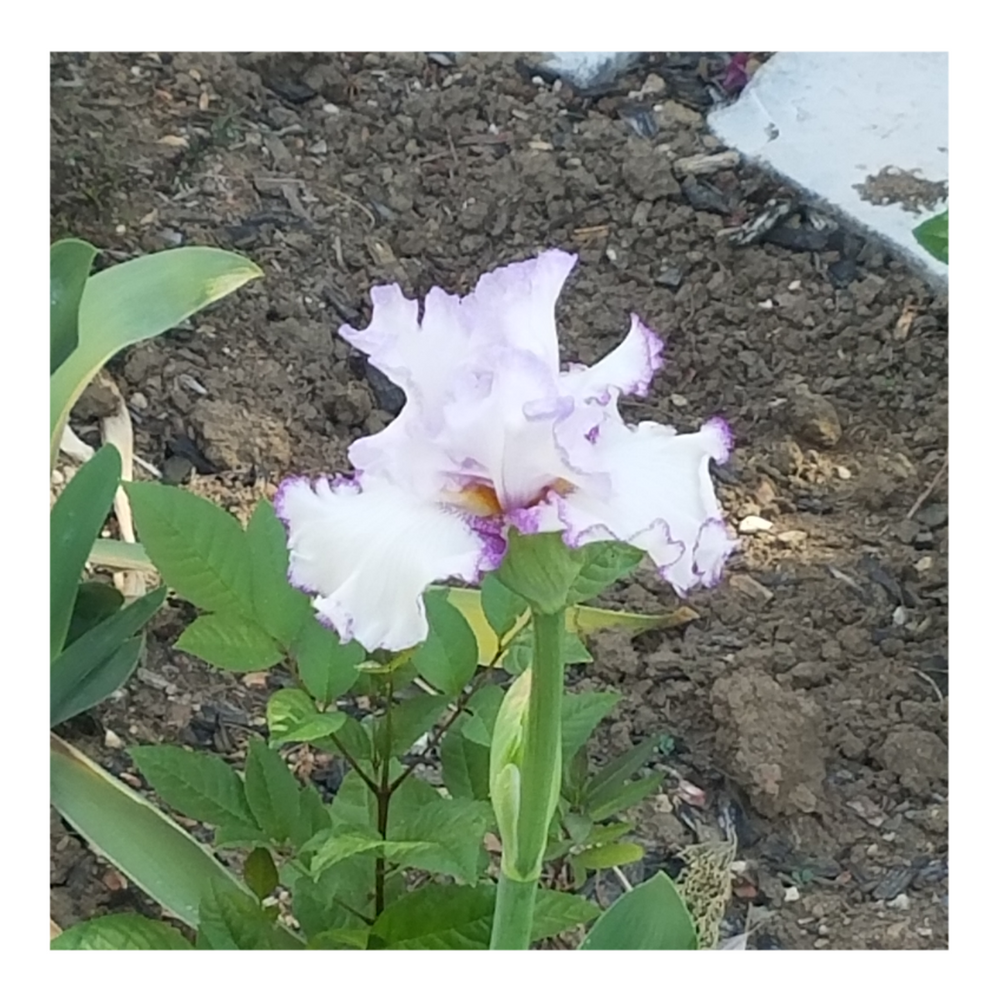QUEENS CIRCLE BEARDED IRIS