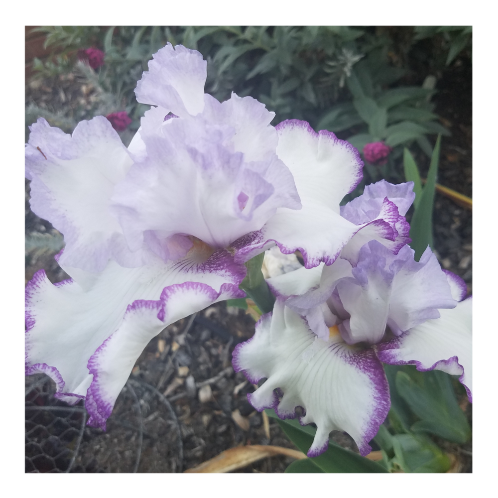 QUEENS CIRCLE BEARDED IRIS