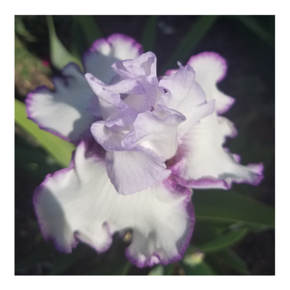 QUEENS CIRCLE BEARDED IRIS