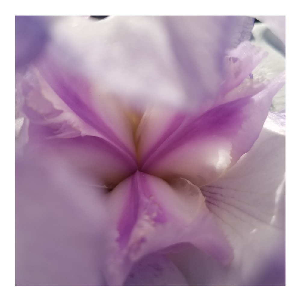 QUEENS CIRCLE BEARDED IRIS