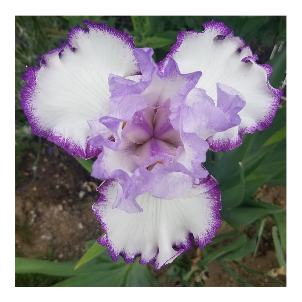 QUEENS CIRCLE BEARDED IRIS