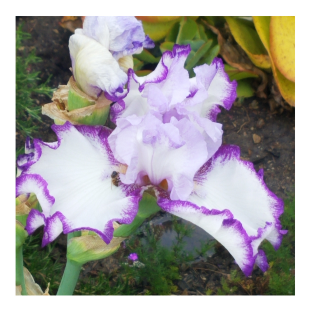 QUEENS CIRCLE BEARDED IRIS