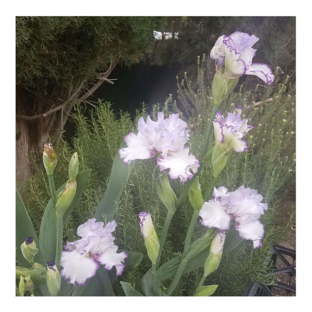 QUEENS CIRCLE BEARDED IRIS