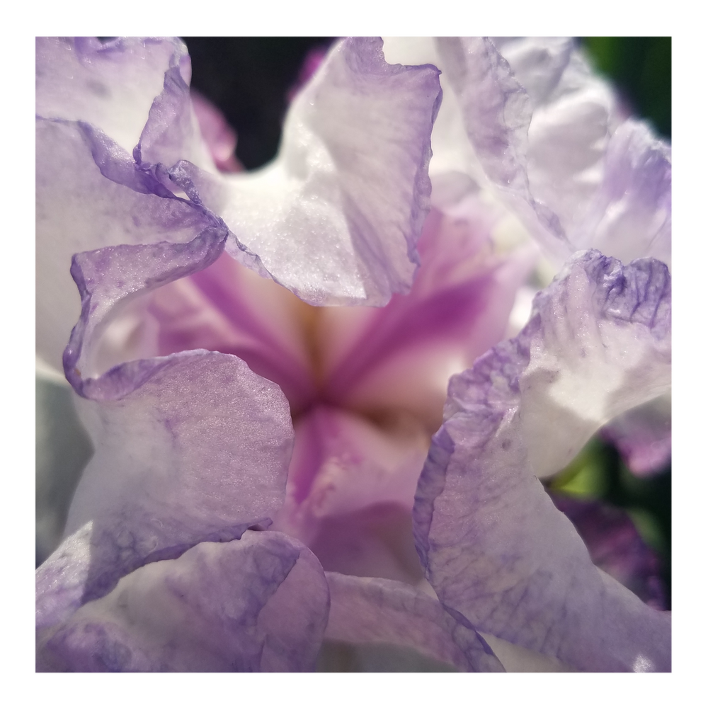 QUEENS CIRCLE BEARDED IRIS