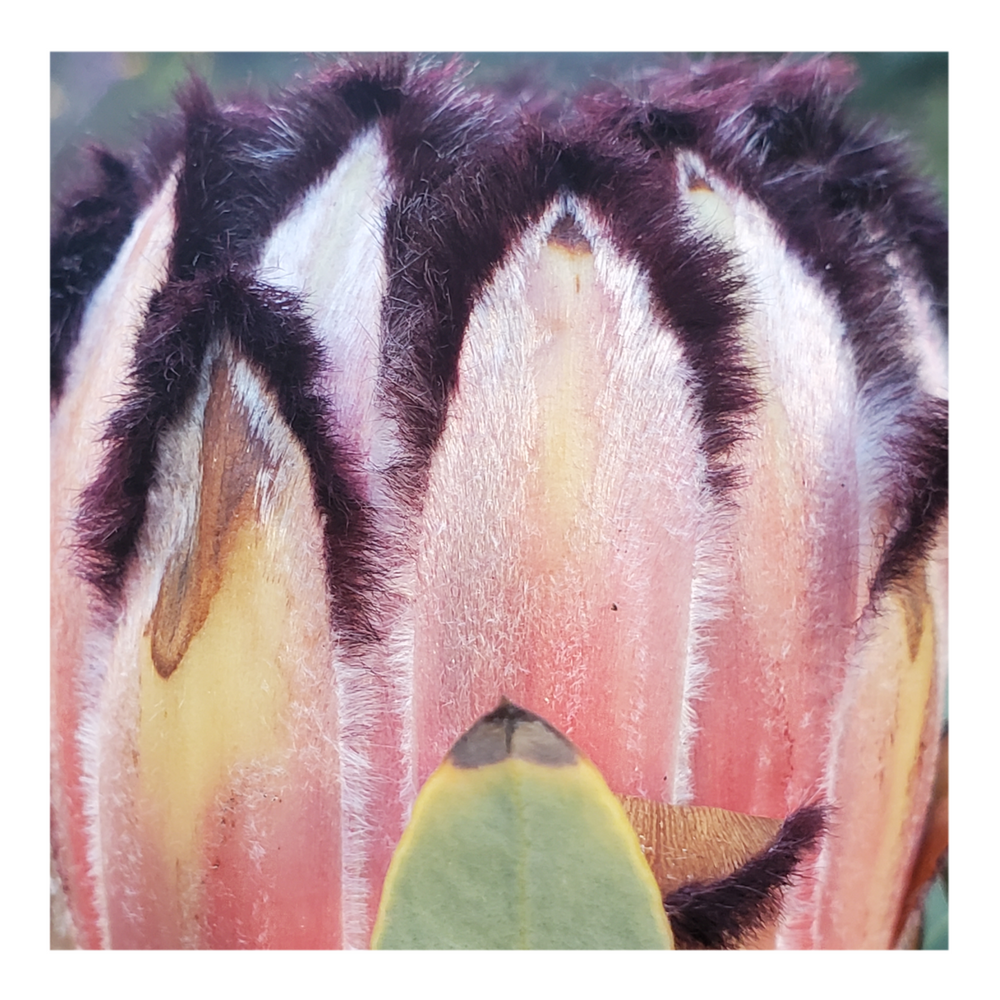 PROTEA ROSE MINK