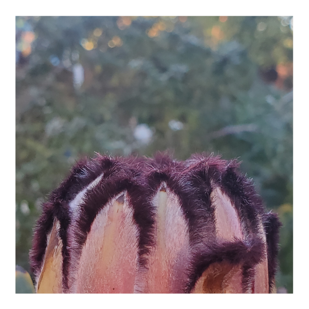 PROTEA ROSE MINK