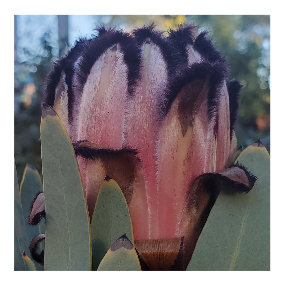 PROTEA ROSE MINK