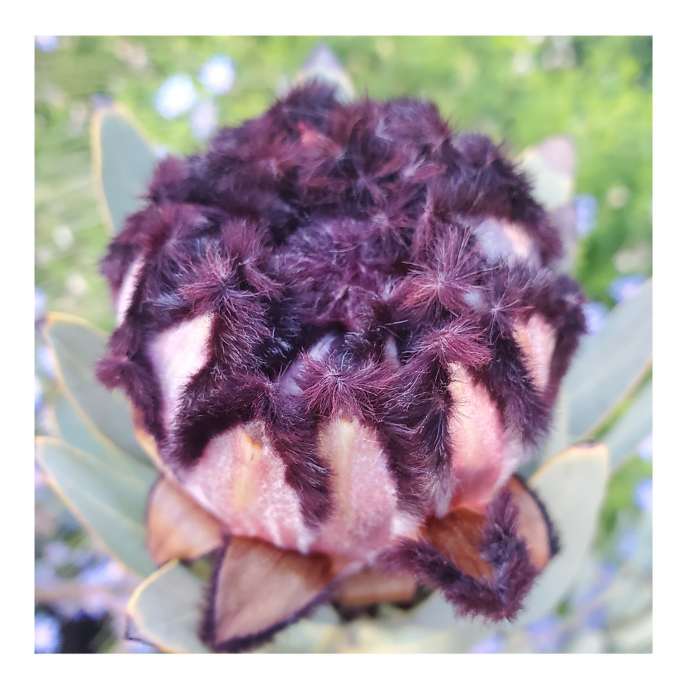PROTEA ROSE MINK