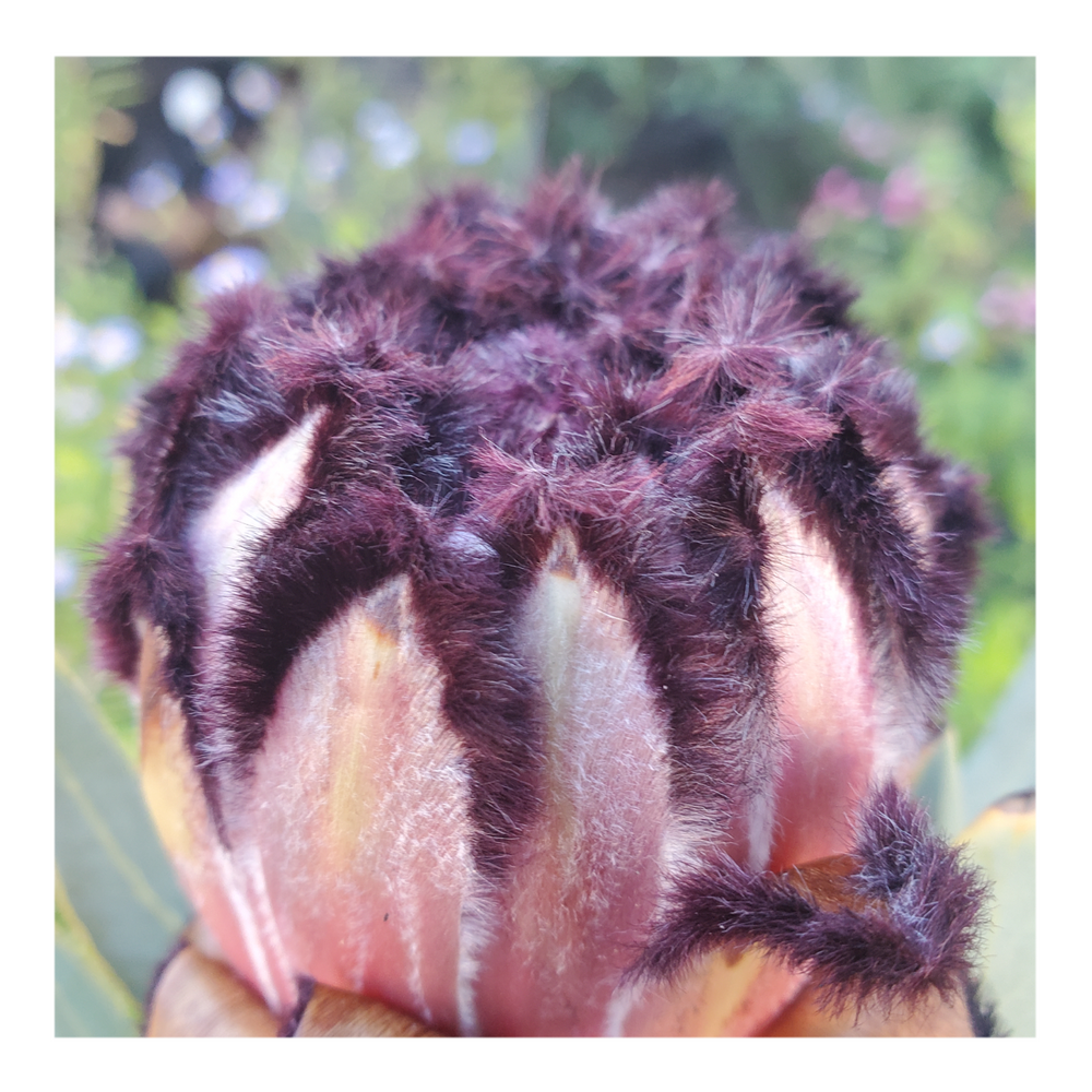 PROTEA ROSE MINK