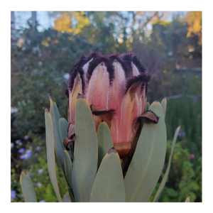 PROTEA ROSE MINK