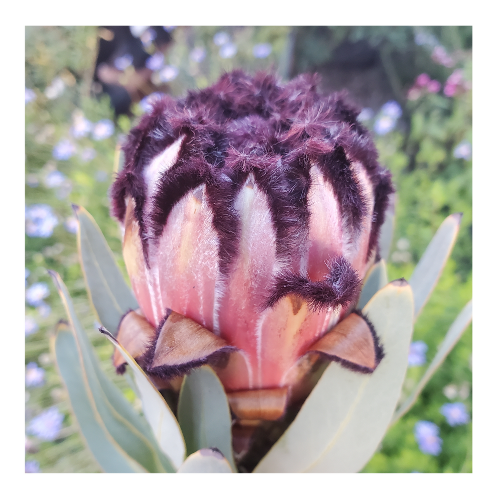 PROTEA ROSE MINK