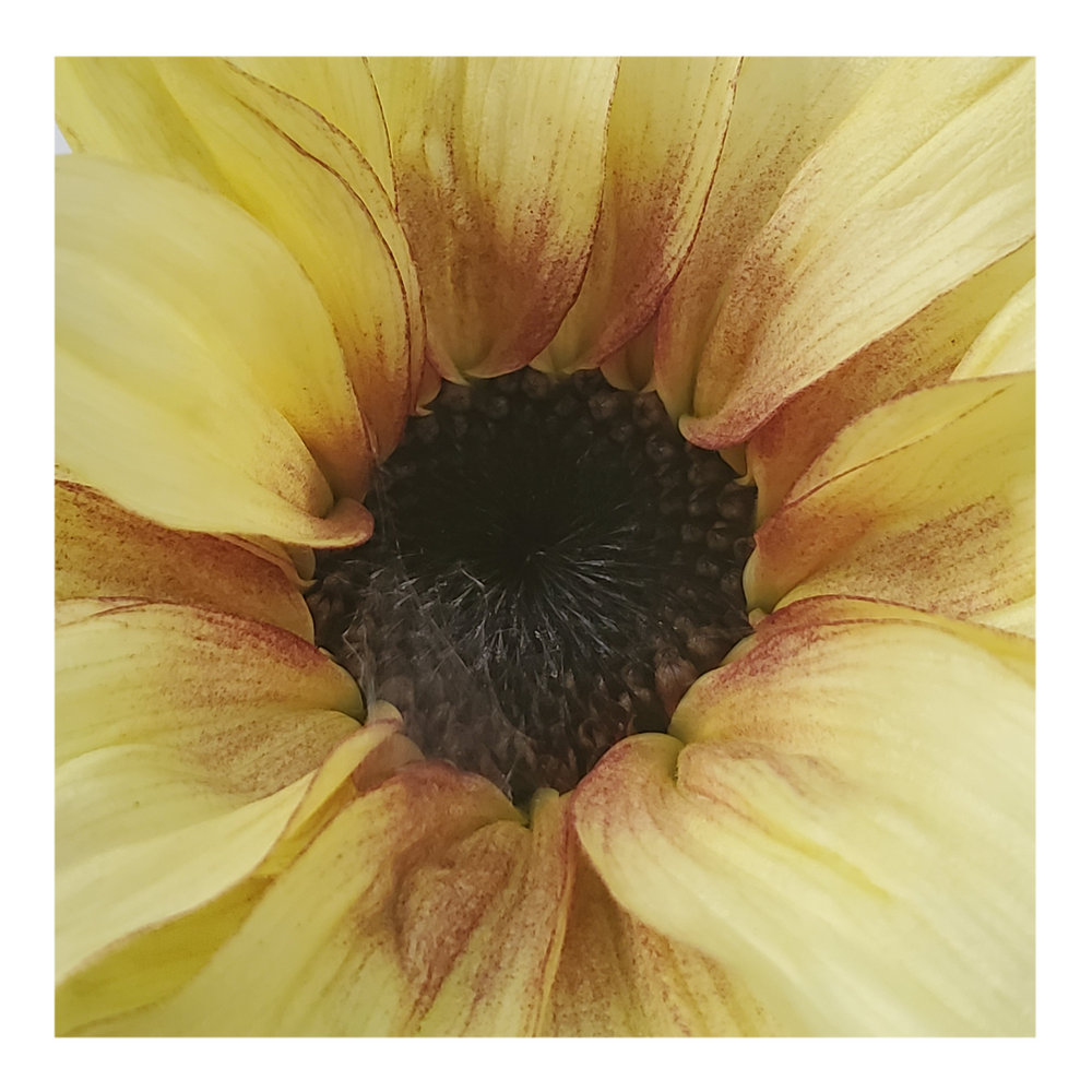 PRO CUT PLUM SUNFLOWER