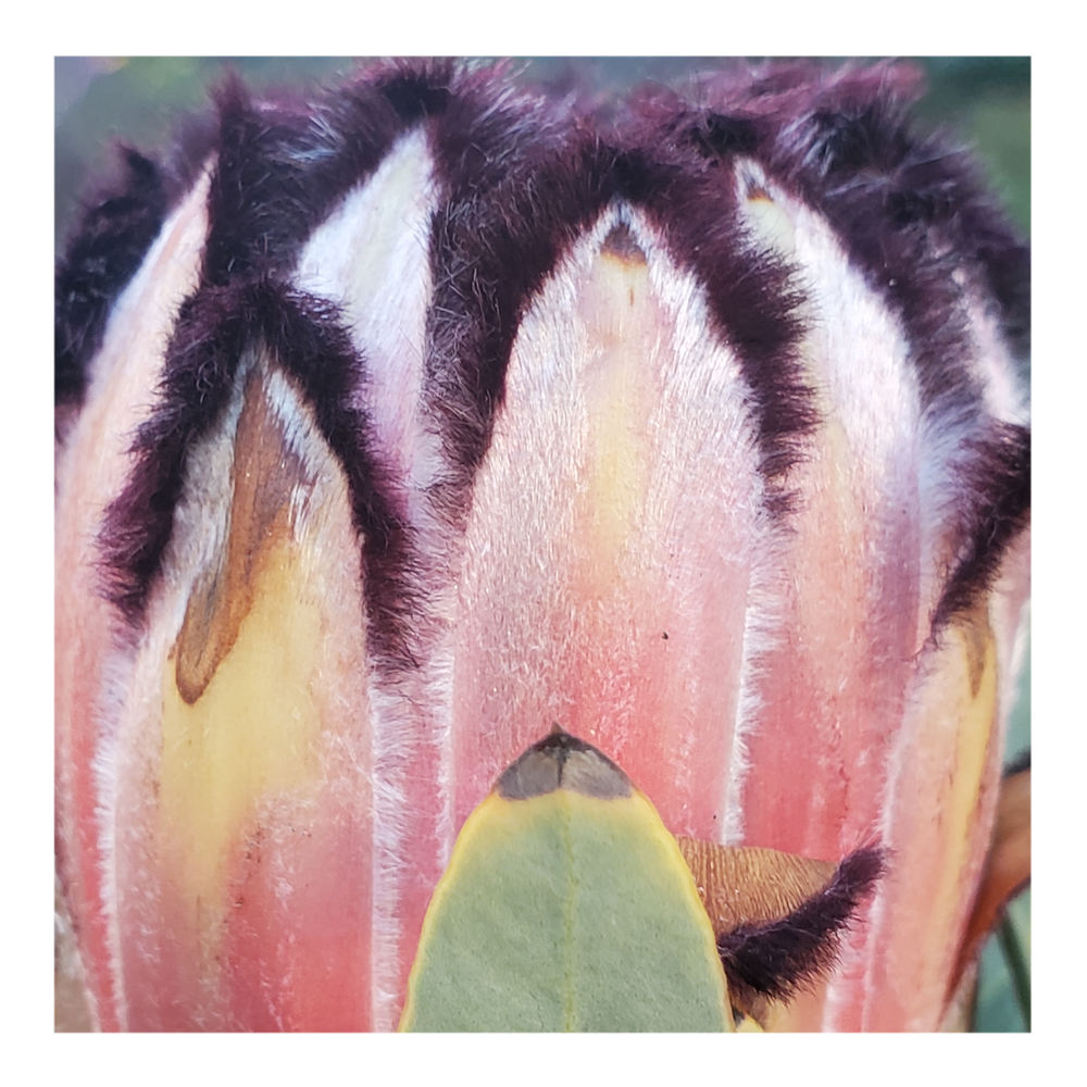 PROTEA ROSE MINK