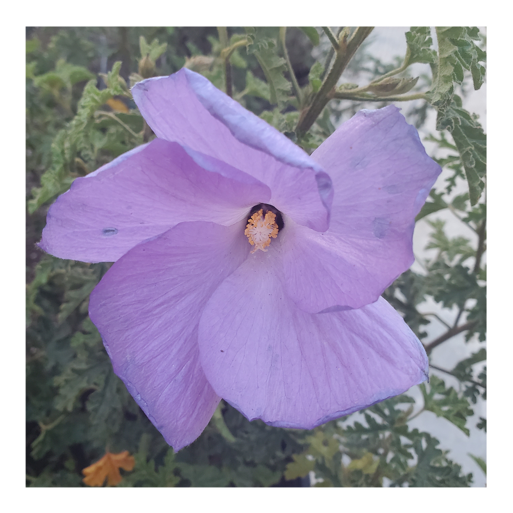 BLUE HIBISCUS