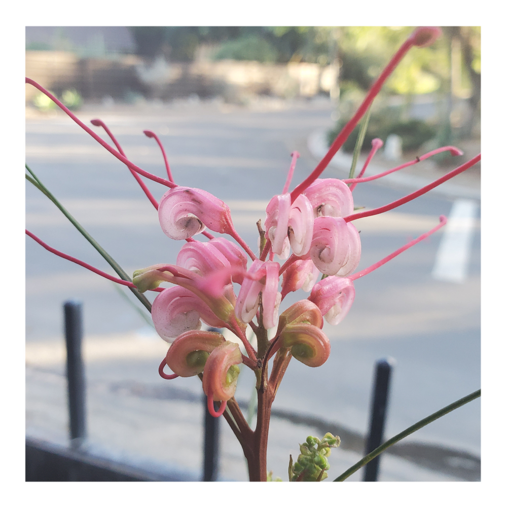 GREVILLEA - PINK