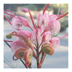 GREVILLEA - PINK