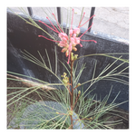 GREVILLEA - PINK