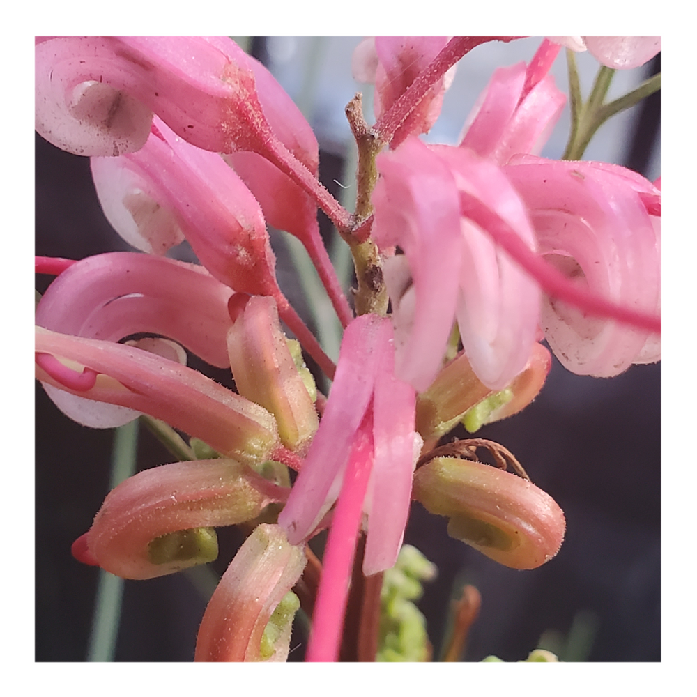 GREVILLEA - PINK