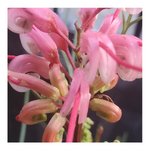 GREVILLEA - PINK