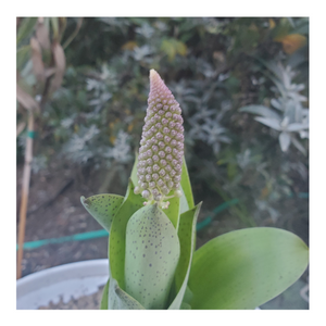 SCILLA MADEIRENSIS