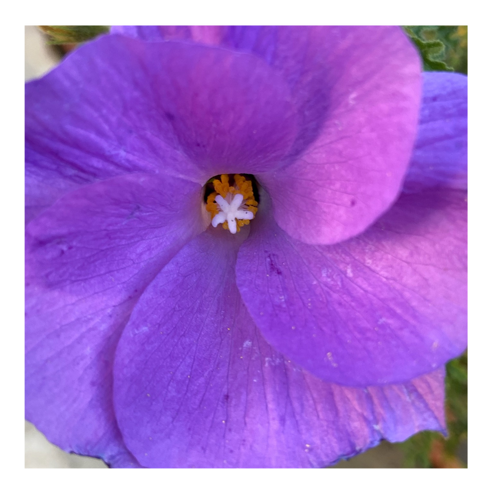 BLUE HIBISCUS