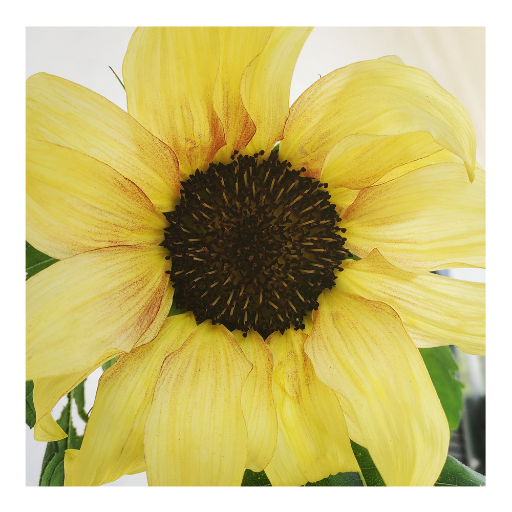 PRO CUT PLUM SUNFLOWER