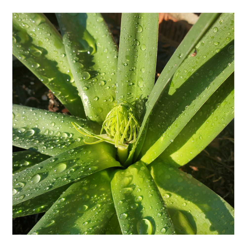 RADIANT STARRY BLUE SCILLA