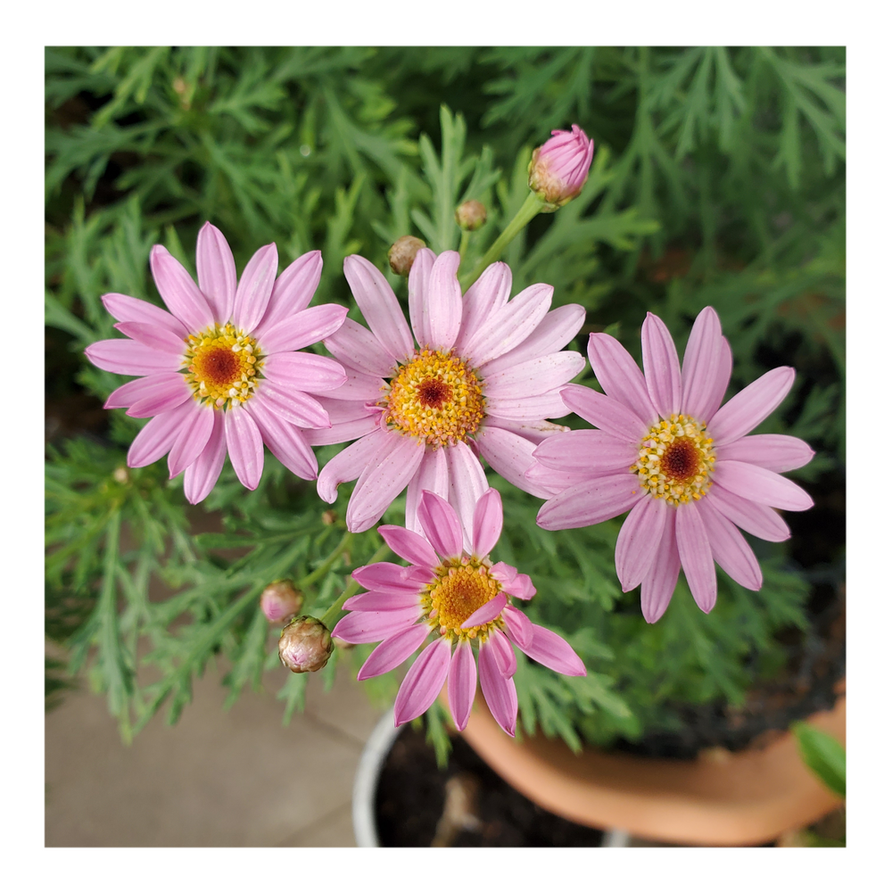 MARGUERITE DAISY