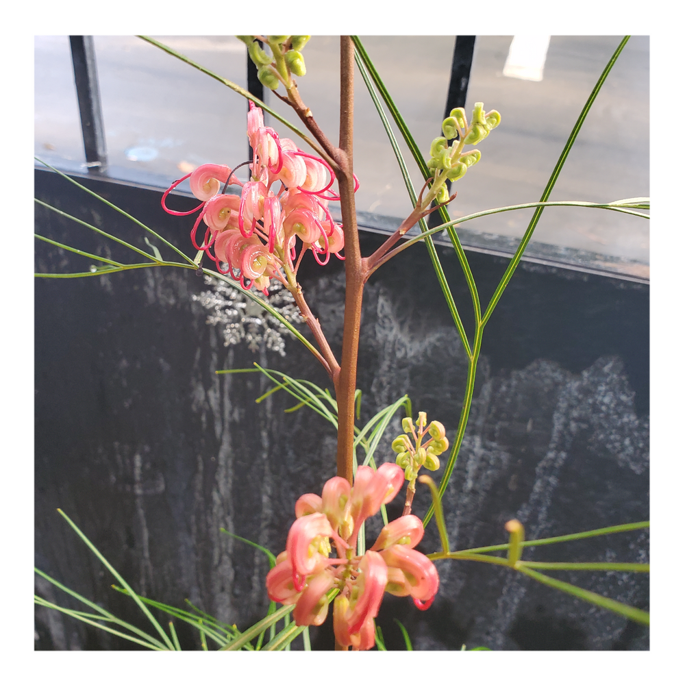 GREVILLEA - PINK