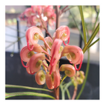 GREVILLEA - PINK