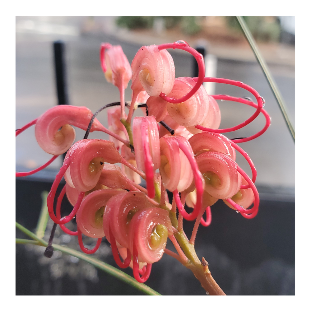 GREVILLEA - PINK