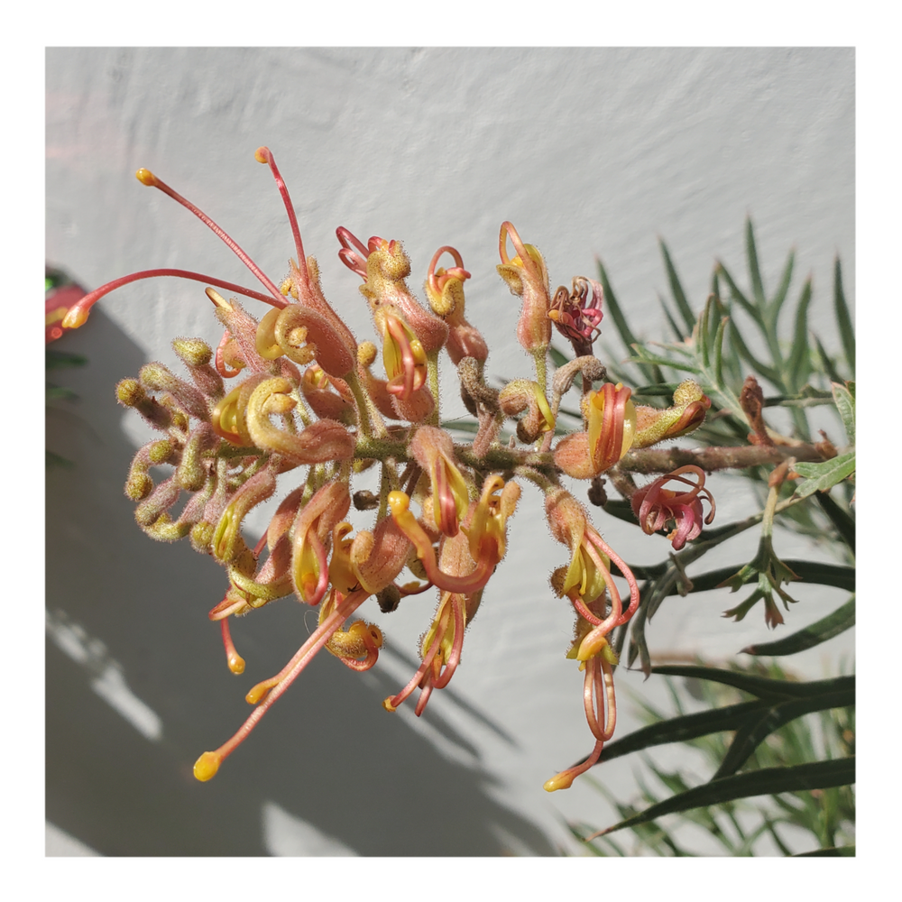 GREVILLEA - ORANGE