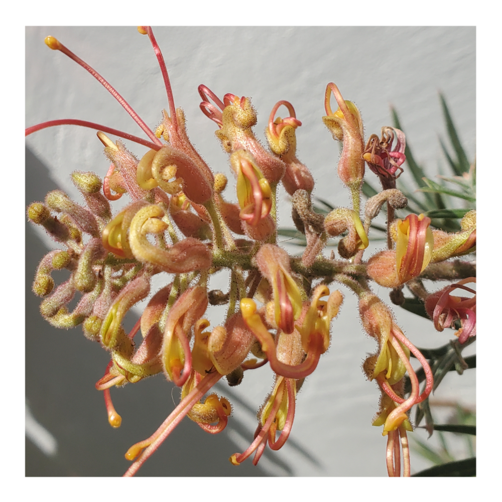 GREVILLEA - ORANGE