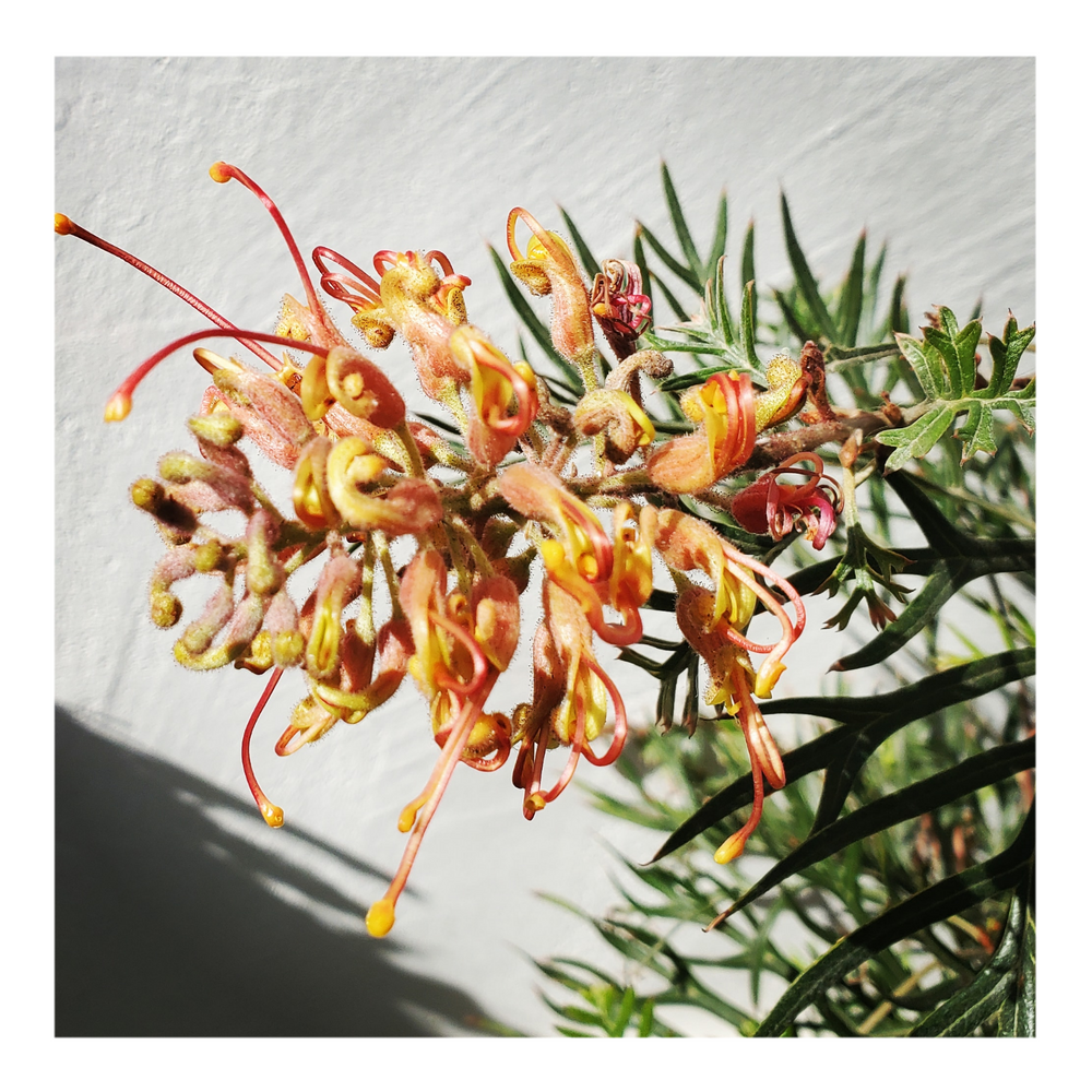 GREVILLEA - ORANGE