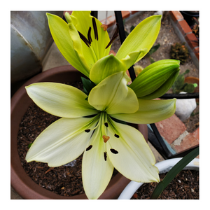 TREBIANNO LILY