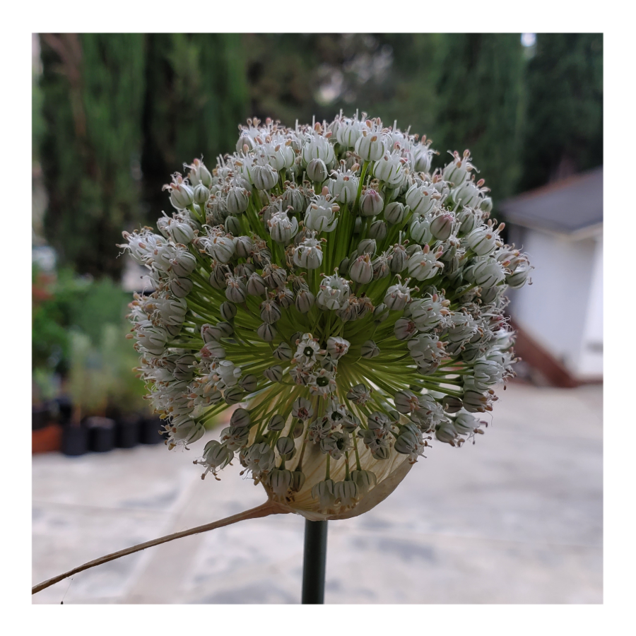 GIANT WHITE ALLIUM