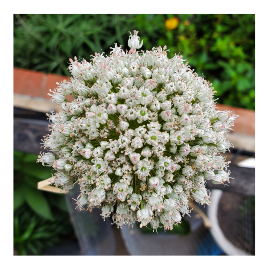 GIANT WHITE ALLIUM