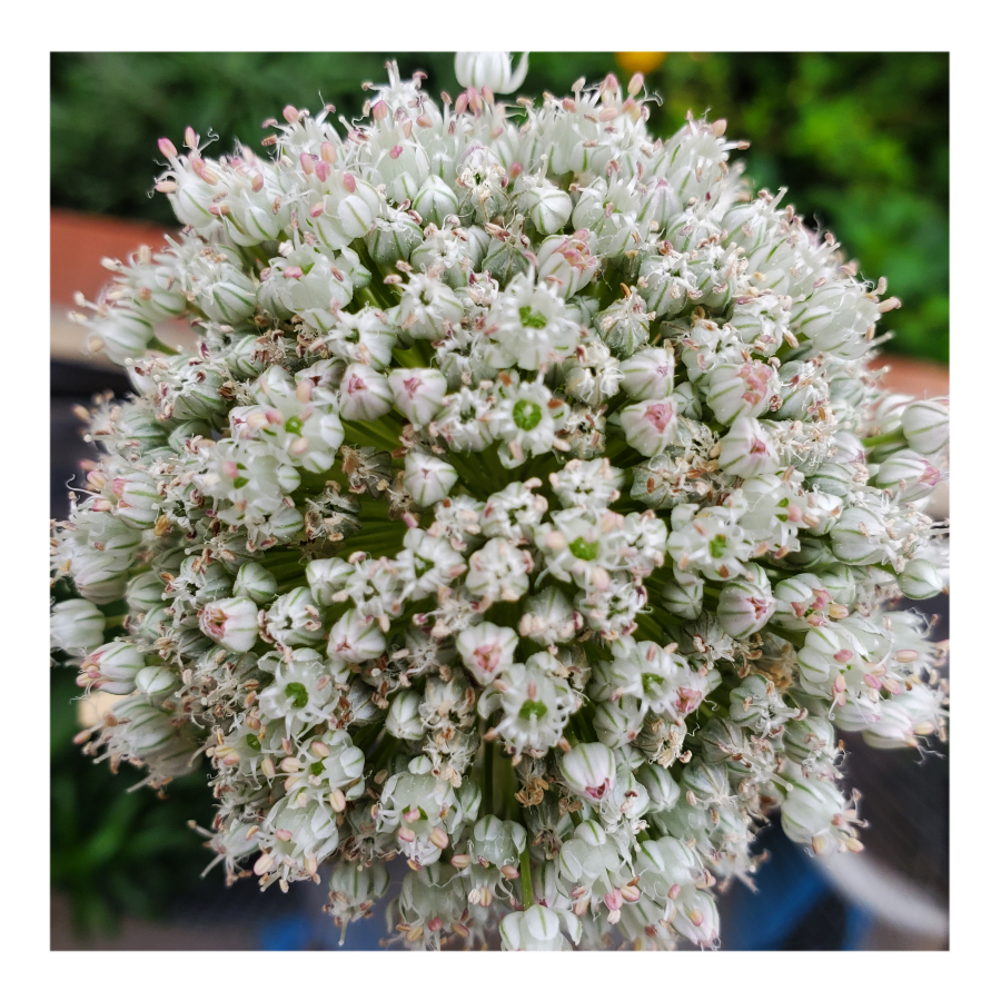 GIANT WHITE ALLIUM